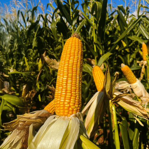 (Português do Brasil) SHU 6420